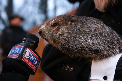 Groundhog Day: Punxsutawney Phil predicts six more weeks of winter