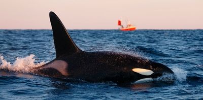 Killer whales taking food from fishing lines reveal something intriguing about human evolution