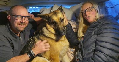 Rescue dog inspires man to run ultramarathon in Sahara Desert