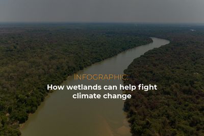 Infographic: How wetlands can help fight climate change