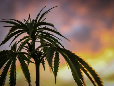 Report: Consumer Demand For Hemp Will Drive Opportunity In Many Sectors