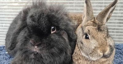 West Northumberland RSPCA branch caring for over 50 pet rabbits abandoned in lockdown