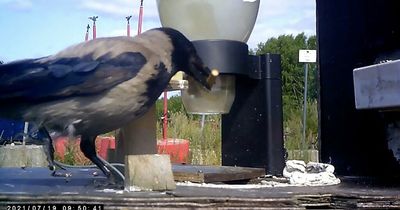 Crows trained to pick up cigarette butts on city streets in bid to fight litter