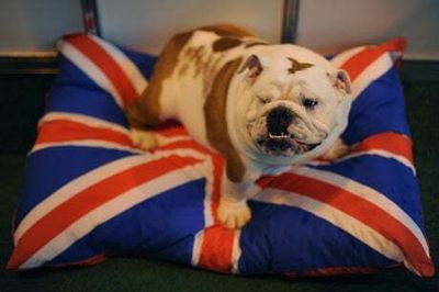British Bulldog banned from Norway as none can officially be classed as healthy