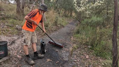 All trails lead to Mount Taylor, as bush bursts with life
