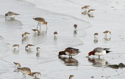 Irish Government preparing to hold citizens’ assembly on biodiversity