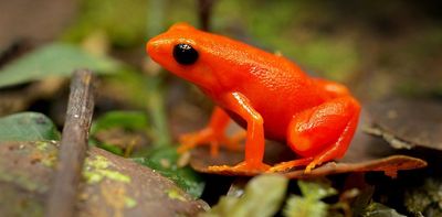 The frog and the gecko: why tropical species are at greater climate risk