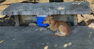 Loyal dog sits alone by bench where his homeless owner died outside hospital