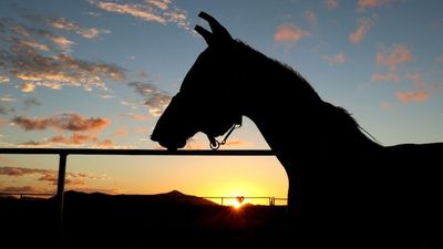 West Nile virus cases in horses rise in NSW as hot, wet summer fuels mosquito population