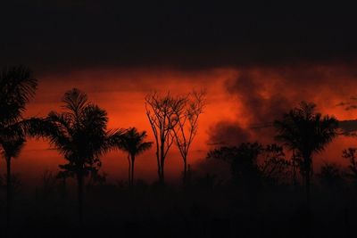 Deforestation in Brazilian Amazon hits January record