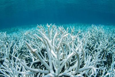 Mass bleaching predicted for reefs