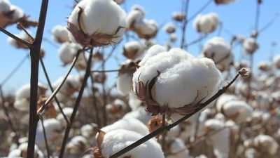 Cotton growers set for record-breaking $3.5b crop, despite market collapse with China