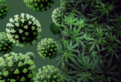Experts weigh in on cannabis–COVID study