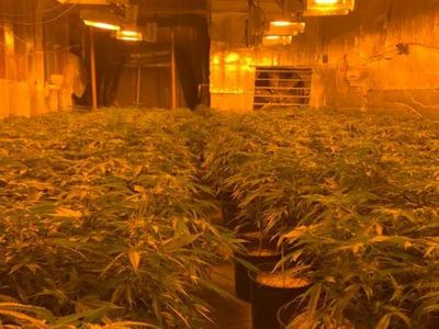 Hundreds of Marijuana Greenhouses Eradicated In San Bernardino County During "Hammer Strike" Operation
