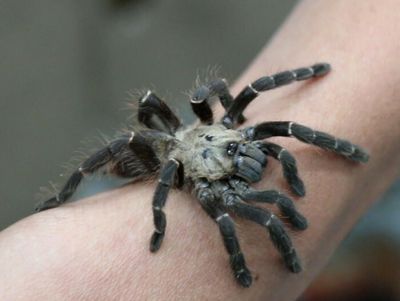 New species of tarantula found in Tak