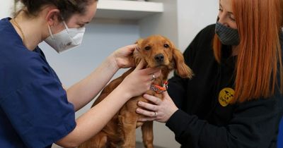 Dogs Trust record massive jump in requests from people looking to surrender pets