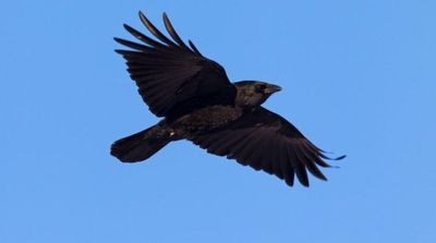 Swedish Company Recruits Crows to Catch Cigarette Butts