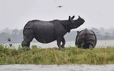 No action against Kaziranga animal corridor encroachers yet