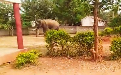 Tusker barges into Karnataka school forcing students, teachers to bolt themselves inside classrooms