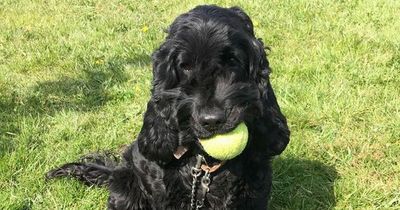 'Loneliest dog' still searching for home after 500 days in rescue centre