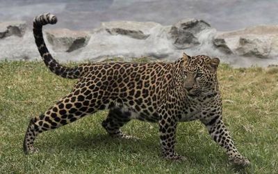 Assam undertakes leopard census for urban planning