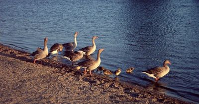 Swans and geese found dead near Oxford University as cases of bird flu spread across UK