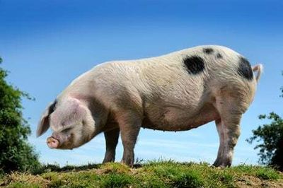 Butcher shortage leaves pigs stuck on farms