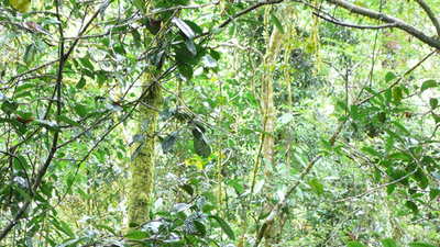 Unbe-leaf-able: Thousands Of Tree Species Still Undiscovered