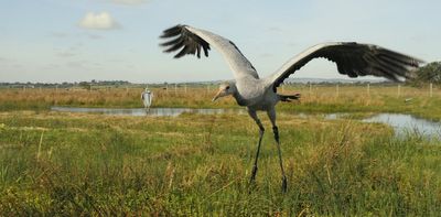 Cranes: why Britain's tallest bird just had its best breeding year since the 1600s