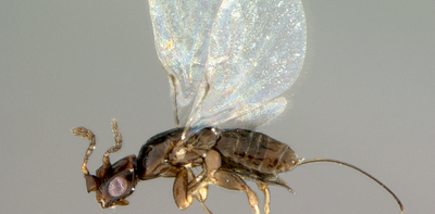 Fig wasp sex ratios show that not all of nature is by design