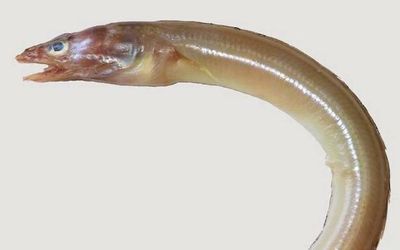 New eel species discovered