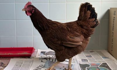 ‘Nervous’ wandering chicken caught at US Pentagon security checkpoint