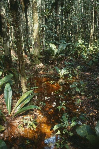 There may be thousands of mystery trees in South America