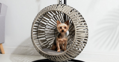 Home Bargains is selling a pet hanging egg chair shoppers say is 'brilliant'