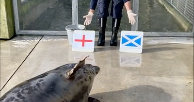 Jinx the Seal backs Scotland to keep Calcutta Cup in Murrayfield clash