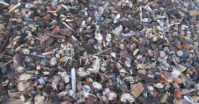 The reason behind deaths of thousands of crabs and shellfish found washed up on North East beaches