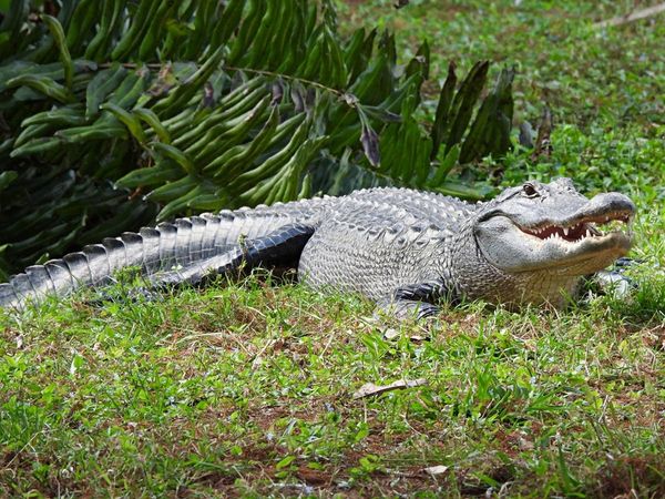 Hunter under fire for catching and killing near-record giant Florida gator
