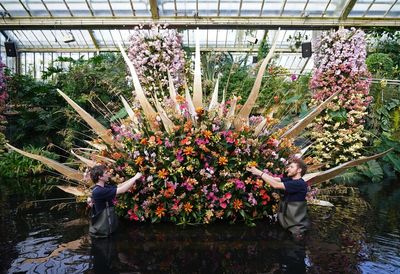 Kew Gardens’ orchid festival to showcase stunning Costa Rican blooms