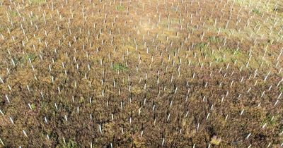 Welsh tree planting scheme by investment firm to offset carbon emissions to be reviewed