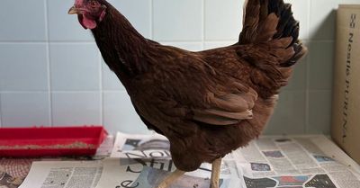 Wandering chicken taken into custody at Pentagon security area
