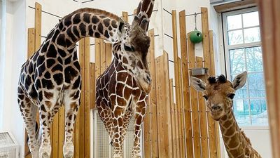 VIDEO: Newborn Giraffe Calf’s Health In Jeopardy After Mother Refuses To Feed It