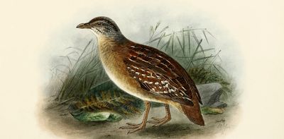 Is the buff-breasted button-quail still alive? After years of searching, this century-old bird mystery has yet to be solved