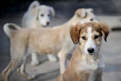 Mystery dog illness could be caused by a coronavirus, experts claim