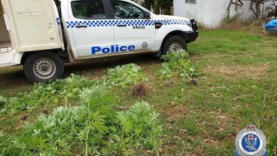 Traffic infringement leads police to cannabis plant haul