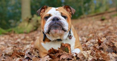 British Bulldogs banned in Norway as court slams 'cruel' selective breeding