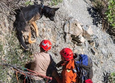 Pet German Shepherd rescued after falling down 200ft California cliff