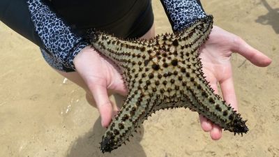 Great Lakes students discover tropical starfish hundreds of kilometres from its usual range