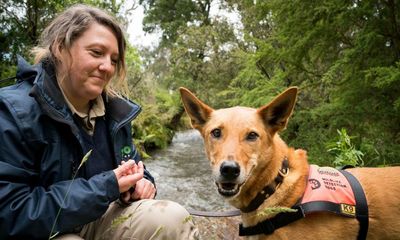 ‘We’ve never seen a platypus lay an egg’: sniffer dogs to aid researchers by detecting occupied burrows