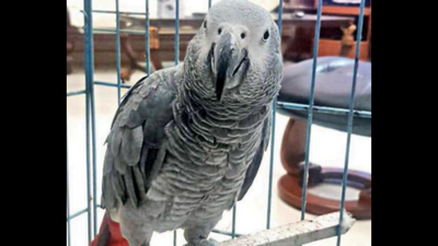 Rajasthan: Sikar family offers Rs 1 lakh reward for missing African grey parrot