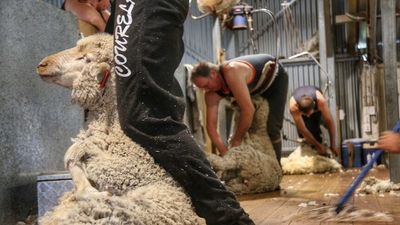 WA wool industry fears shearer exodus following NZ border opening